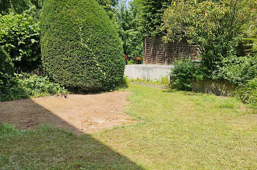 Grüner Garten mit überwiegend kahler Erde und einem großen Kegelbaum.