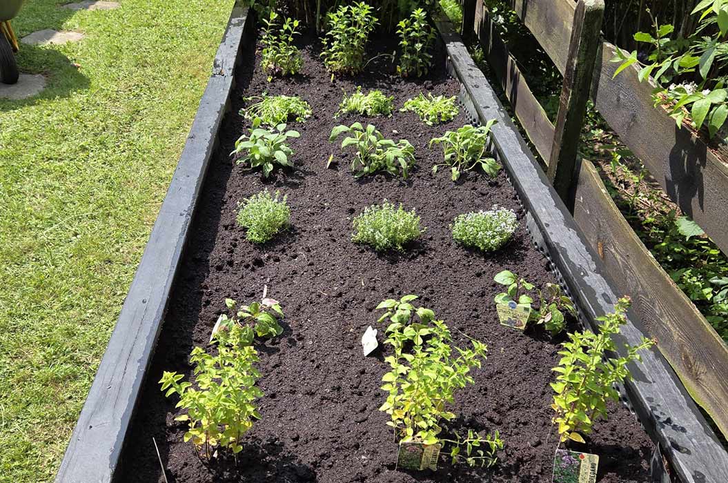 Hochbeet mit frischen Kräuterpflanzen auf dunkler Erde unter Sonnenschein.