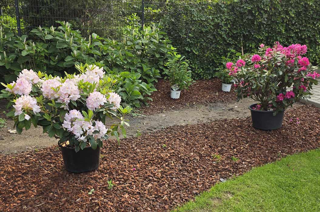 Zwei blühende Rhododendron im Garten auf Mulch, rosa und pink, üppig bewachsen