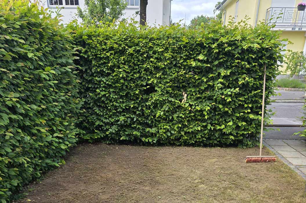 Eine grüne Hecke in einem gepflegten Garten mit einem Besen am Rand.