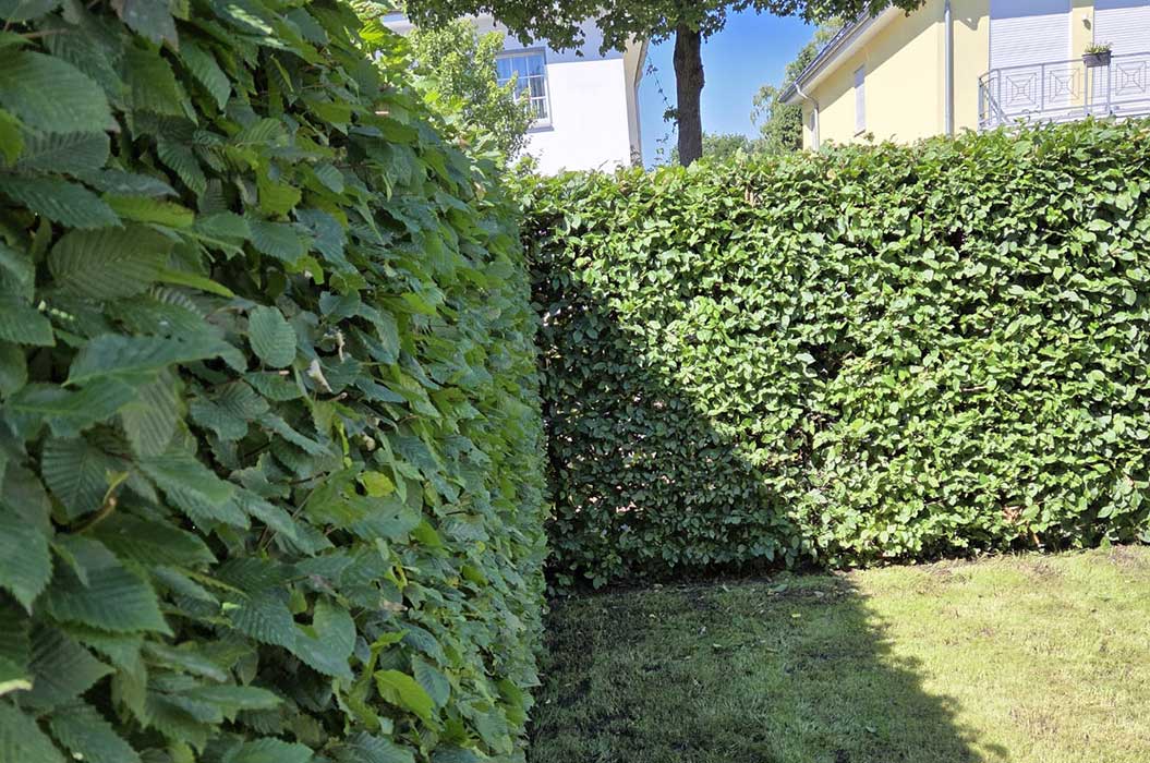 Eine grüne Hecke formt eine rechteckige Ecke in einem sonnigen Garten.