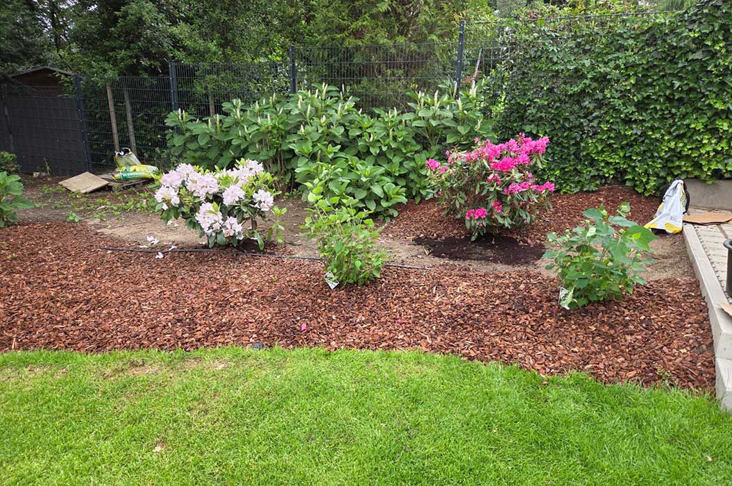 Ein Garten mit blühenden weißen und rosa Rhododendron neben grünem Laub.