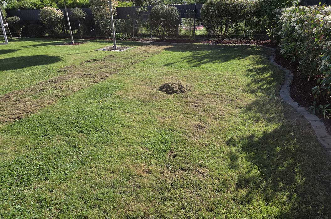 Ein sonniger Garten mit frisch gemähtem Rasen und einem kleinen Grasbüschel.