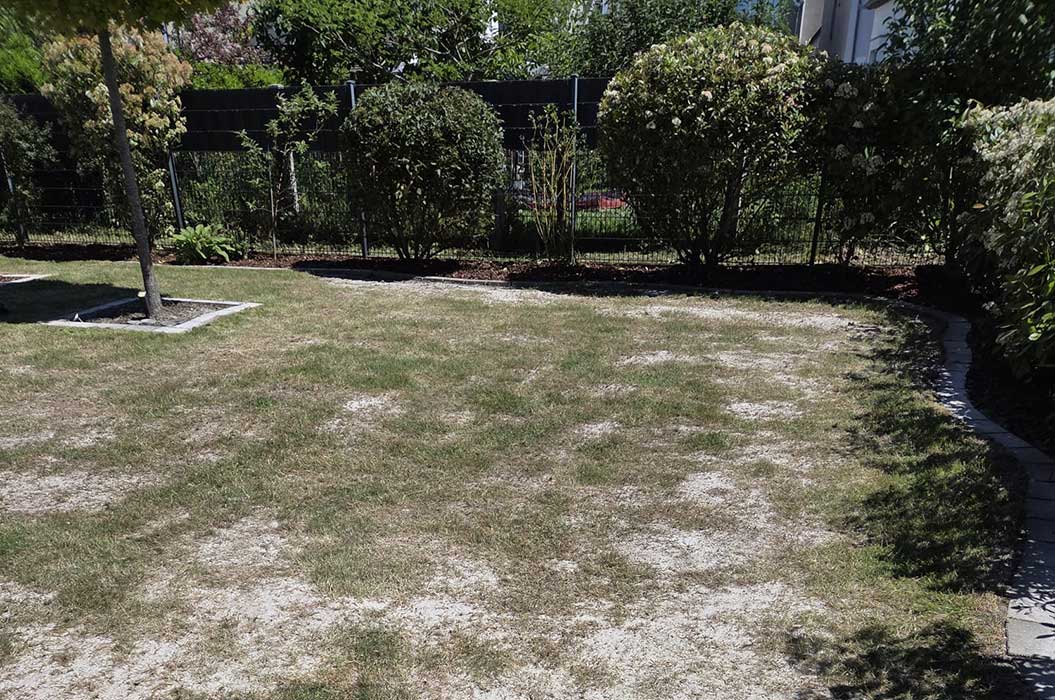Ein sonniger Garten mit einem lückenhaften Rasen und grünen Büschen im Hintergrund