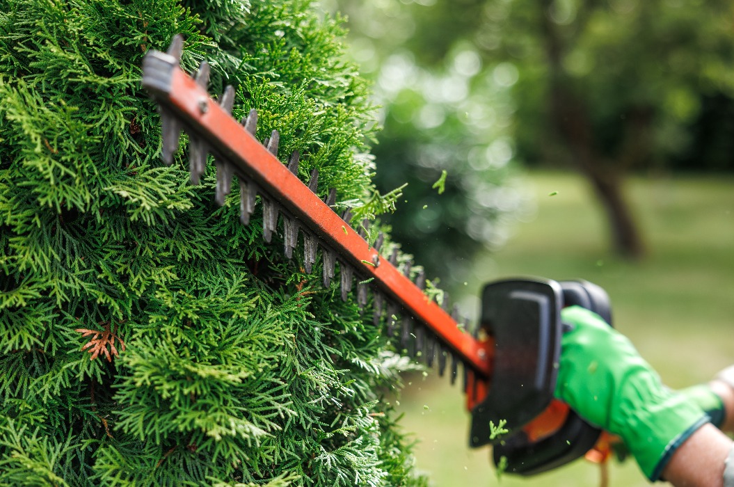 Gärtner beschneidet Thuja-Strauch mit elektrischer Heckenschere im Garten